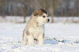 ALASKAN MALAMUTE 314